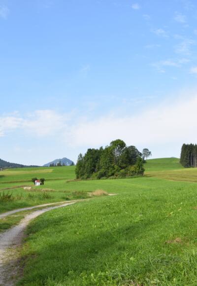 Feldweg in Richtung Vorder-/Hinteregg