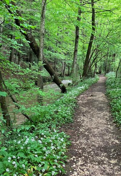 Silberlbach-Wasserfall Trail