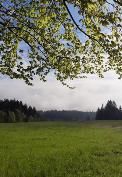 Aussicht am Waldrand