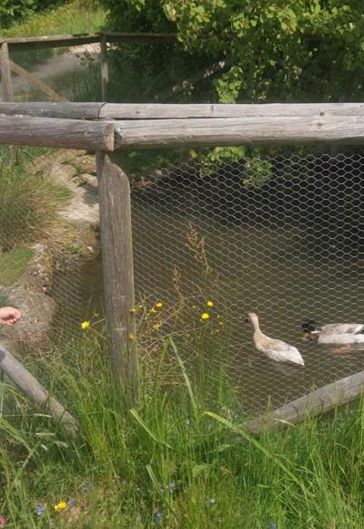 Ameisenweg Ententeich Kindererlebnis