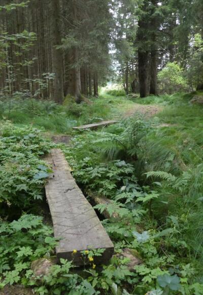Grenzsteig an der Grenze zu Tschechien