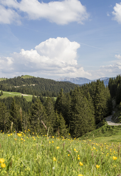Nordic Walking Höhen-Trail Hörnle - am mittleren Hörnle