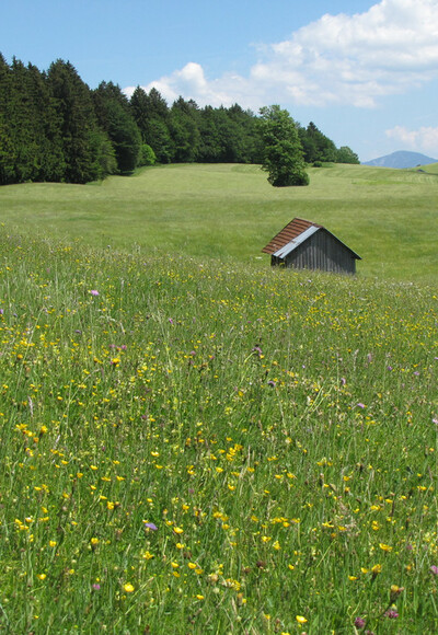 Wanderung - Ammer 1 Rundweg