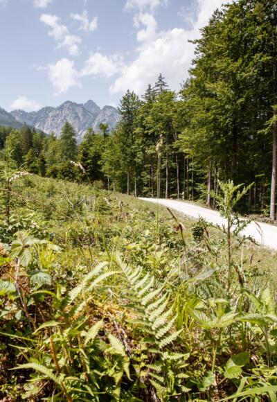 Weißenbachtal bei Bad Goisern
