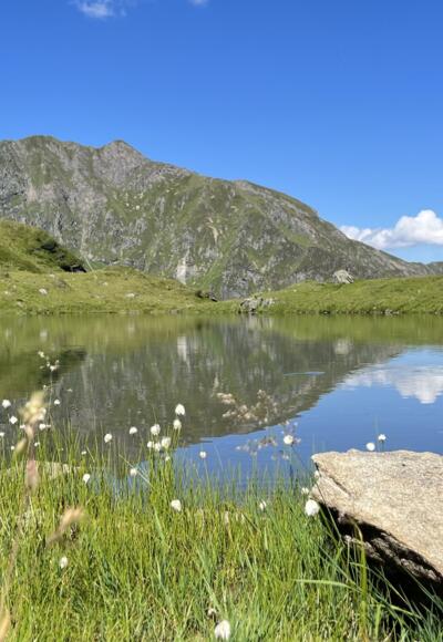 Wollgras am Hacklsee