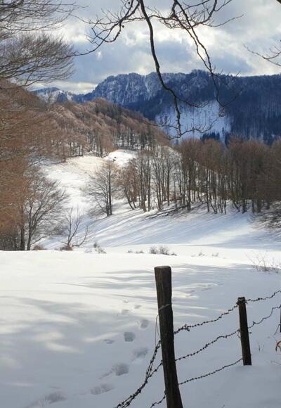 Abstieg vom Kruckenbrettl in östlicher Richtung