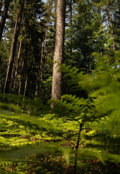 Kleine Schwanseerunde