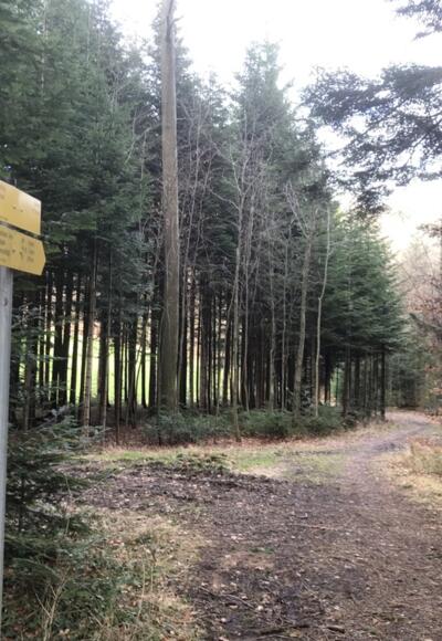 Terrainkurweg am Högl