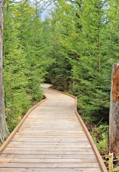 Bohlenweg am Rundweg Libelle