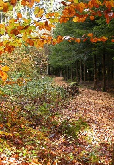 Hernst am Themenpfad Osing