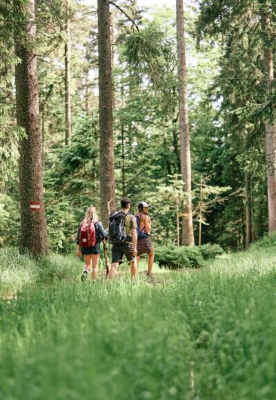 BoehmerwaldWandernWald_OberoesterreichTourismusBoehmerwaldRobertMaybach.jpg