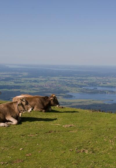 Kühe mit Aussicht