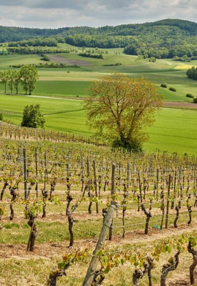 Weinberge bei Oberschwappach
