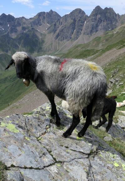 "Der diensthabende Schöffe"