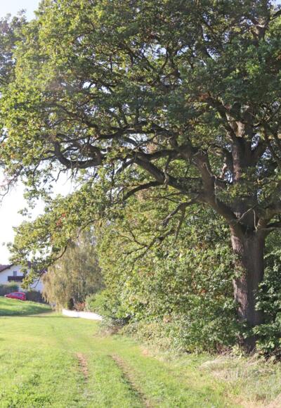 Weg bei Streuobstwiese der Stadt Vilsbiburg am Saliterweg