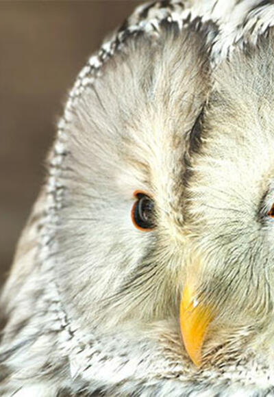 Eule im Tierpark Altenfelden