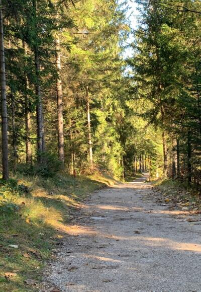 Waldabschnitt der Waldrunde Aktivrunde Münster