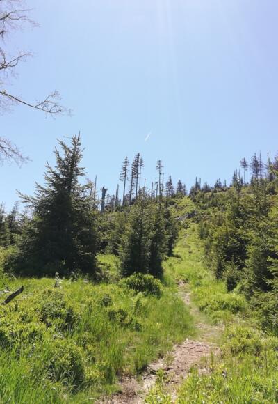 Weg zum Reischlberg