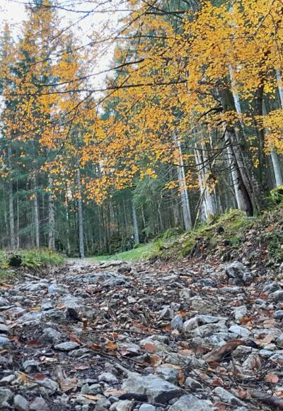 Der Karrenweg hinab zur Hinteren Längentalalm ist stark ausgewaschen.