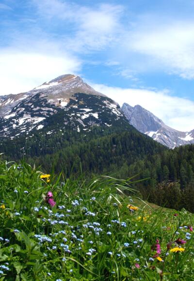 Letzter Blick zum Seehorn von der Kallbrunnalm 1454 m