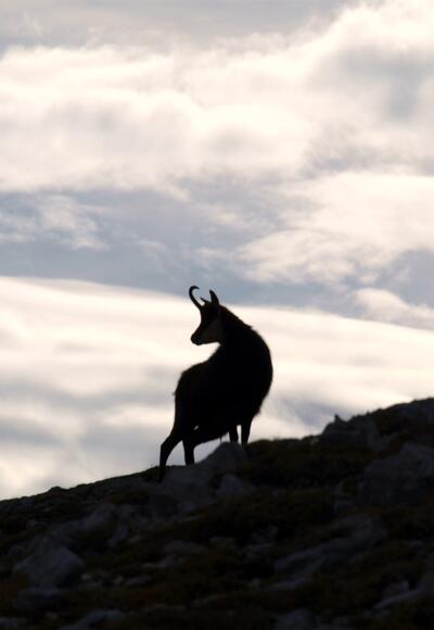 Gams Nähe Pfaffenleitenkopf 2340m