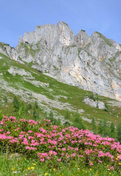 Almrosenblüte im Igltalalmgebiet, im Hintergrund der Sandkogel