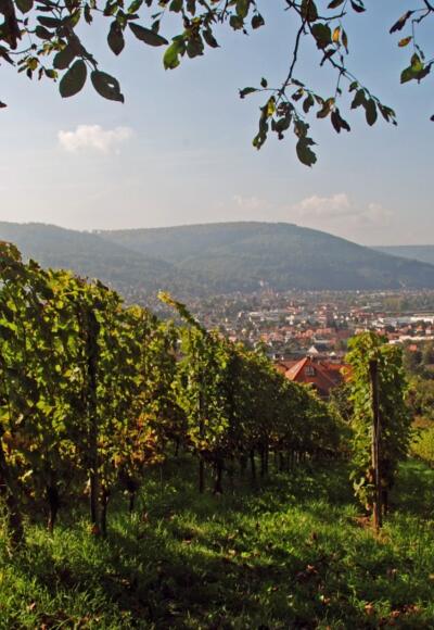 Am Centgrafenberg