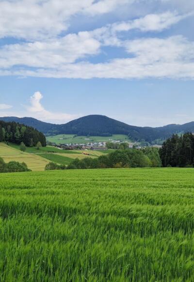 Blick zurück nach St. Oswald mit gr. Stiftungsberg und Braunberg im Hintergrund