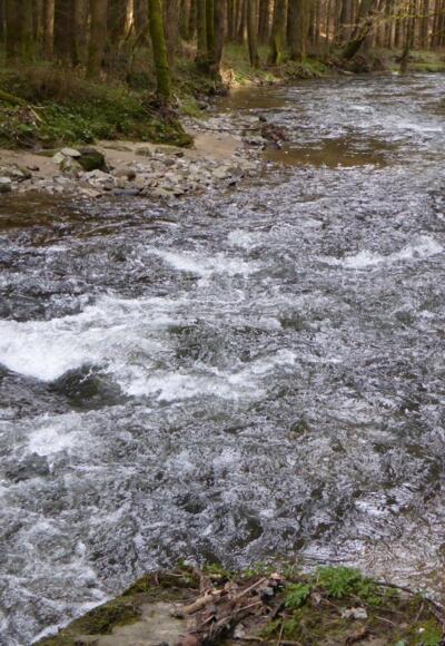 "Stromschnellen" im Perlbachtal