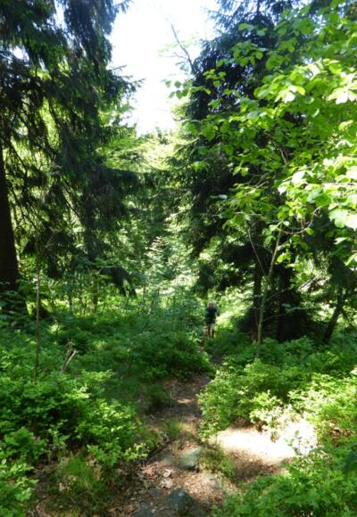 Waldpfad auf den Burgstall