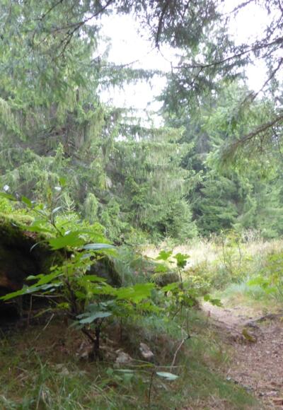 Pfade durch den Böhmerwald