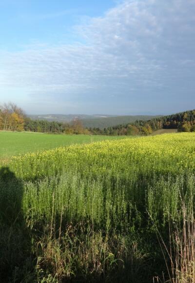 Blick kurz vor Riesen in das Regental