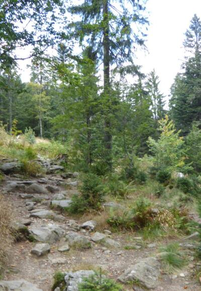 Urwald am Arber