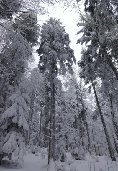 Winterwonderland