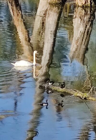 Donaualtarm bei Kirchroth