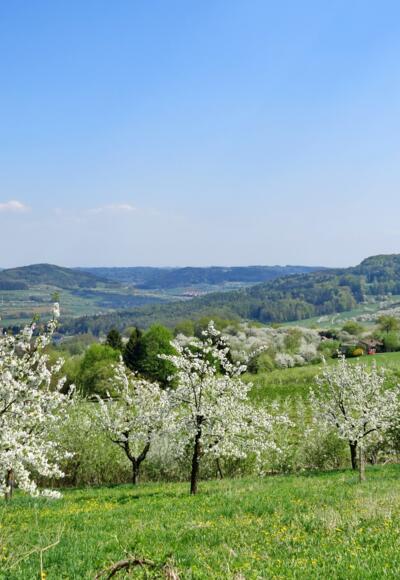 Kirschblüte am Hetzles