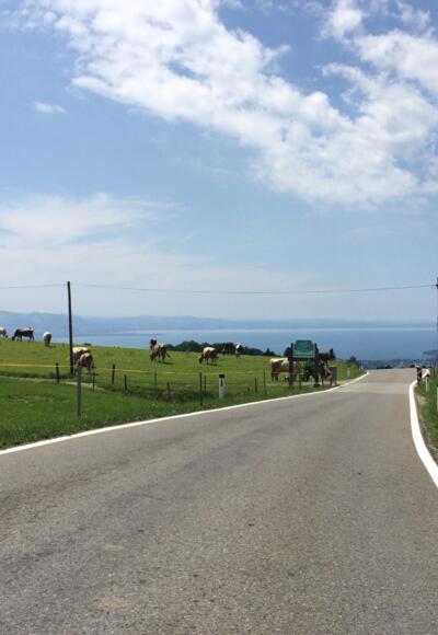 Blick von Möggers auf den Bodensee
