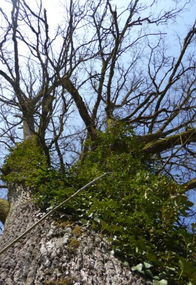 Baum an der Schwedenschanze