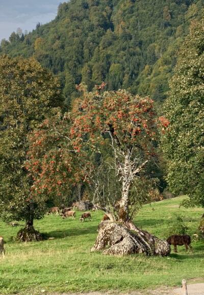 unterhalb der Unteren Lauchalpe