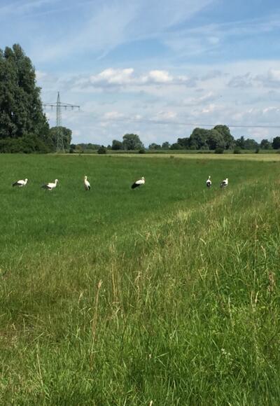 Bei Raisting ein Storchenparadies