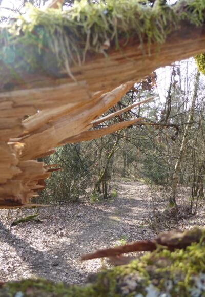 auf dem Weg zur Lerchenhaube