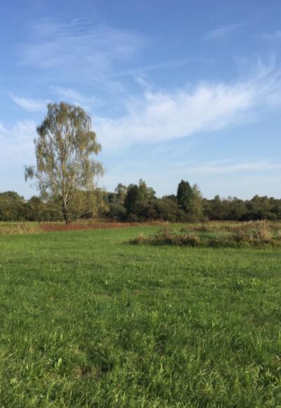 Weichser Moos bei Ebersbach