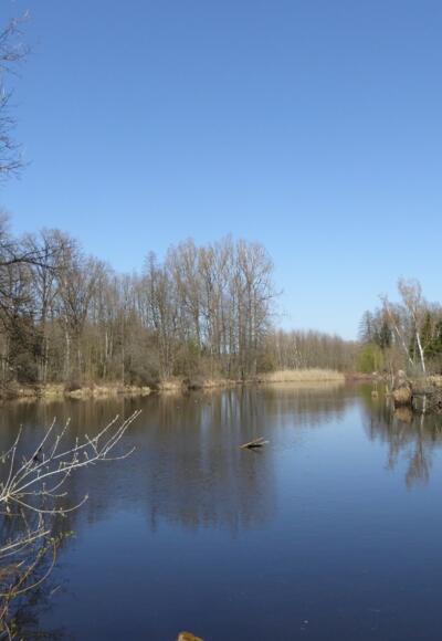 Weiher am Saubründlgraben