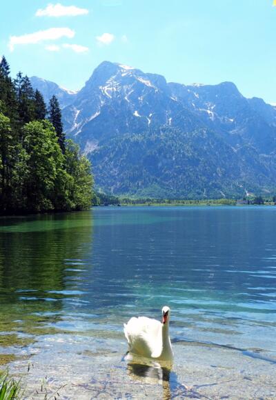 Idylle am Almsee-Ostufer