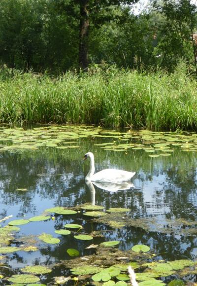Der Schwan und der Alte Kanal