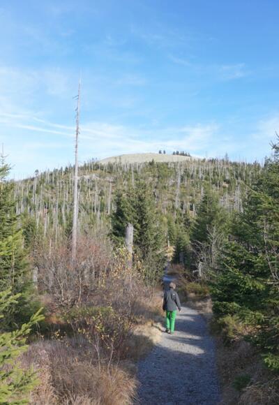 Sommerweg mit Himmelsleiter zum Lusen