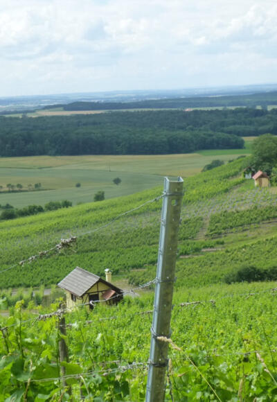 Weinpanorama Donnersdorfer Falkenberg
