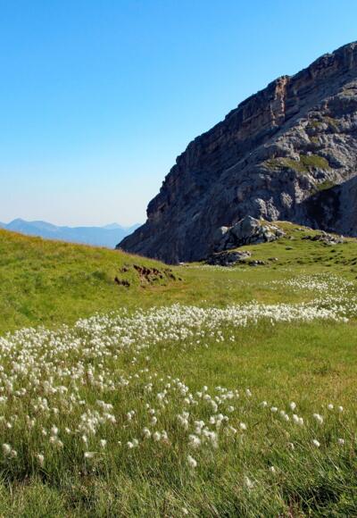 Feuchtigkeit liebendes Wollgras auf landschaftsprägenden Tonstein