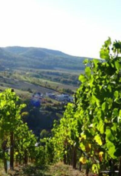 Weinberge am Hermannsberg