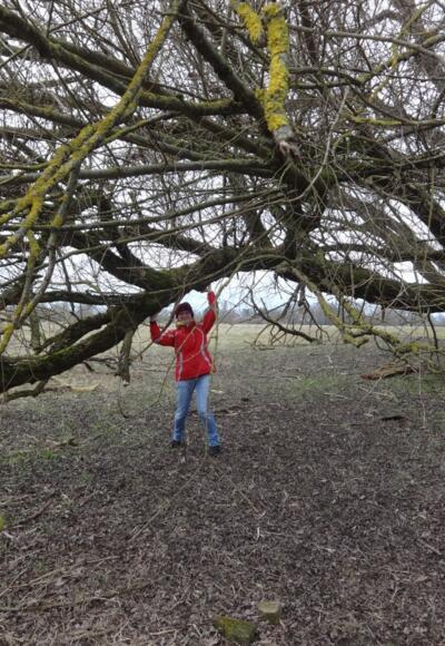 &quot;Baumhalter&quot;